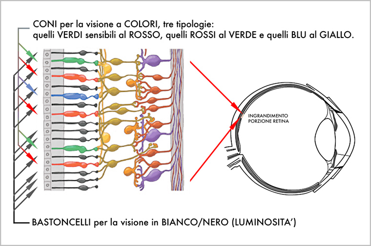 Retina, coni e bastoncelli